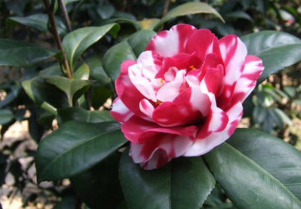 在進行植物品種的選擇上，一般有這7個程序！