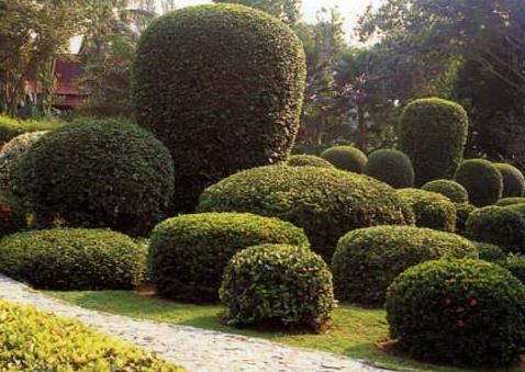 關(guān)于園林植物的布置方法，主要看看這5種！