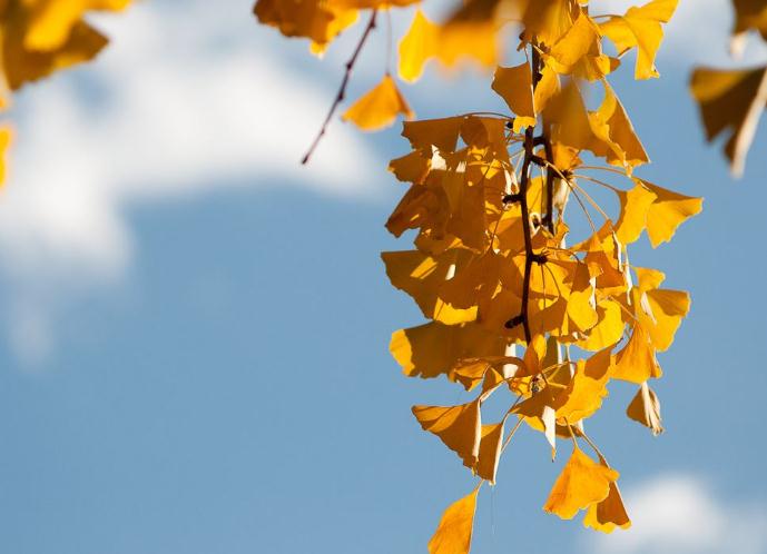 凱蒂園林和大家講講銀杏這種植物的3種繁殖方法！