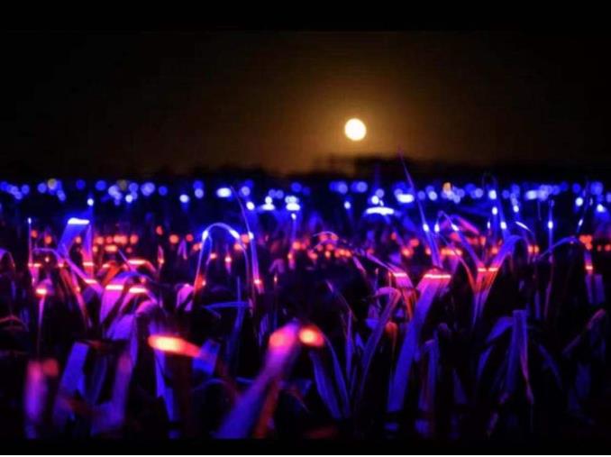 荷蘭新銳藝術(shù)家打造新景觀，讓燈光照在兩萬(wàn)平方米農(nóng)田上