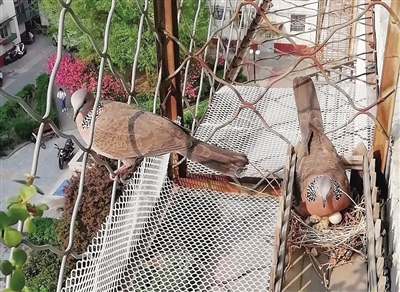 共生，城市里人與動(dòng)物面臨的新課題