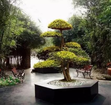 景觀造型樹，憑啥那么貴？