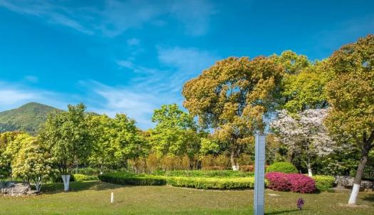 綠化工程選苗五大要訣，你知道嗎？